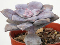 Rosettes denses de feuilles plates d'une belle couleur mauve, portées par des... Graptopetalum superbum - Pot 6 cm
