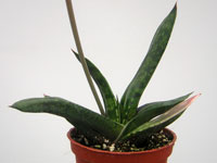 Plante rarement proposée. Rosette solitaire de courtes feuilles triangulaires... Gasteria nitida - Pot 8 cm
