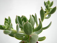 Echeveria pulvinata x carnicolor. Forme des rosettes de feuilles peu nombreus... Echeveria 'Pulvi-Carn' - Pot 6 cm