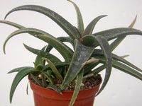 Aloe 'Lysa' 