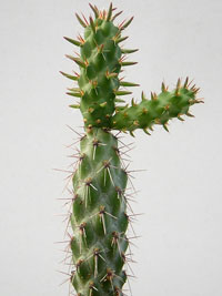 Tiges cylindriques très épineuses. Fleurs pourpres. Cylindropuntia spinosior DJF 998 - Pot 6 cm