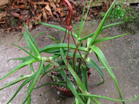 Aloe pendens   - Pot 14 cm