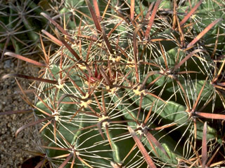 Ferocactus herrerae  (''F. horridus''.)   - Pot 10 cm