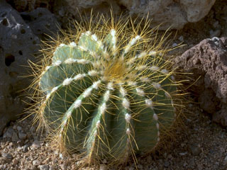 Parodia magnifica (=Eriocactus magnificus) 