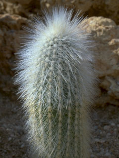 Cleistocactus strausii   - Pot 10 cm