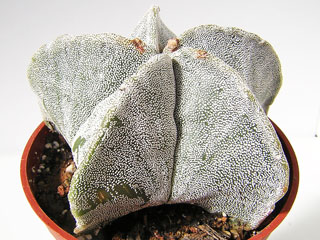 Astrophytum myriostigma   - Pot  8 cm