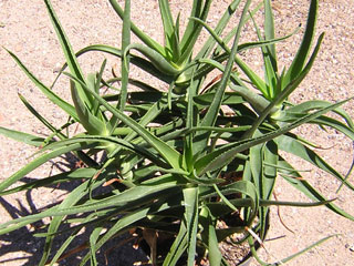 Aloe striatula var. caesia   - Touffe 3-4 pieds H 30-40 cm