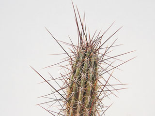 Cleistocactus baumannii   - Pot  6 cm