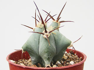 Echinocactus platyacanthus (ingens) 