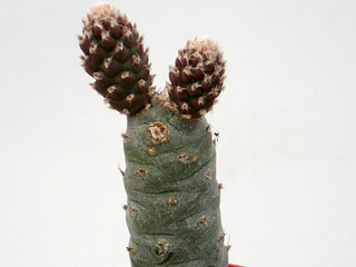 Tephrocactus articulatus var. inermis   - Pot  5 cm