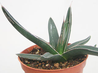 Agave victoriae-reginae var. nickelsii (=ferdinandii-regis)   - Pot 10 cm