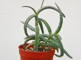 Aloe millotii 