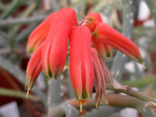 Aloe millotii   - Pot 10 cm