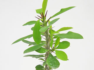 Euphorbia milii, jeune plante