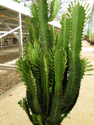 Euphorbia trigona 