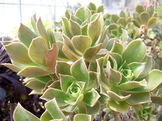 Aeonium balsamiferum   - Pot 10 cm