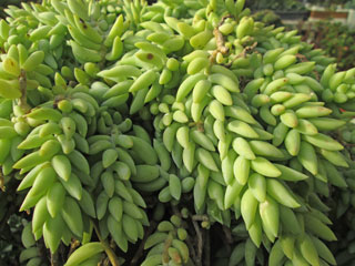 Sedum morganianum   - Pot  6 cm