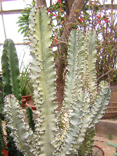 Euphorbia abyssinica 'Disclusa Variegata' 