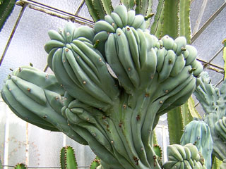 Myrtillocactus geometrizans fma. cristata 
