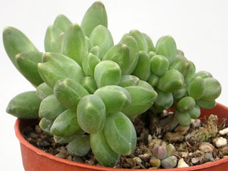 Pachyphytum hookeri fma. cristata 