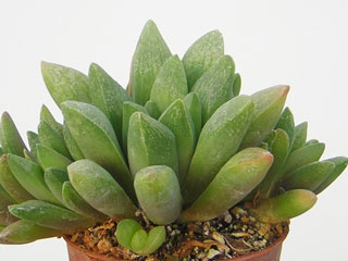 Haworthia turgida var. suberecta   - Pot  8 cm