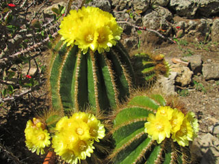 Parodia warasii (=Notocactus/Eriocactus)   - Pot  6 cm