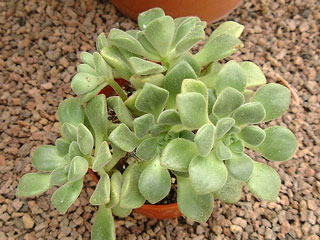 Aeonium lindleyi   - Pot  5 cm