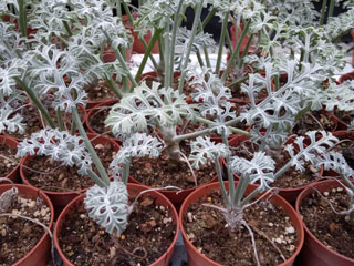 Pelargonium paniculatum   - Pot  8 cm