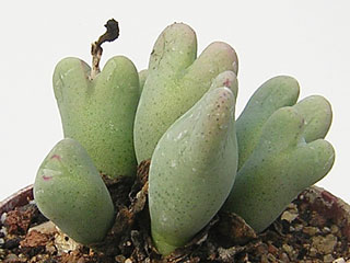 Conophytum bilobum var. variabile en végétation