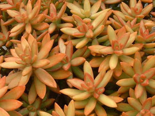 Sedum adolphi 'Coppertone' (=Sedum nussbaumerianum) 