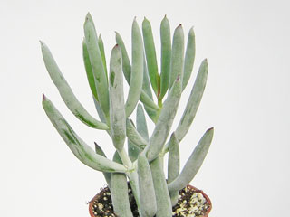 Cotyledon orbiculata 'Rubra'   - Pot  6 cm