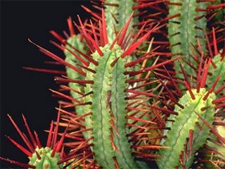 Euphorbia enopla   - Pot 12 cm