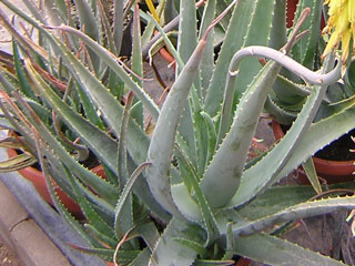 Aloe vera   - Pot 16 cm H 30-35 cm
