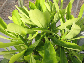 Euphorbia neriifolia     - Pot  6 cm