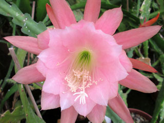 Epicactus 'Owen's Pink' (rose pâle) 