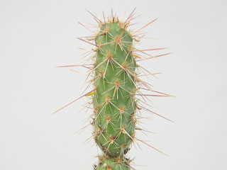 Cylindropuntia alcahes 