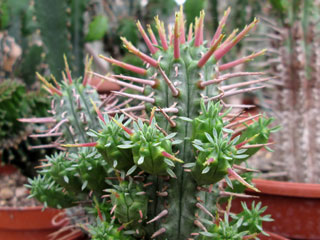 Euphorbia inconstantia   - Pot  5 cm