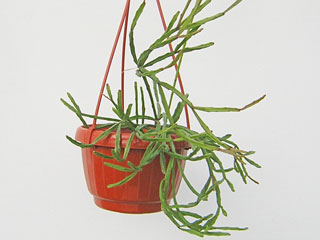 Rhipsalis ewaldiana   - Pot  8 cm