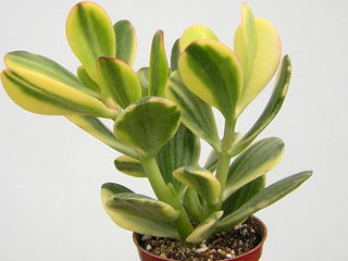 Crassula ovata 'Variegata', jeune plante
