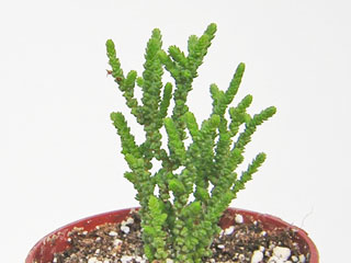 Crassula lycopodioides v. obtusifolia 