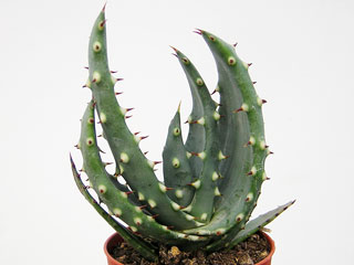 Aloe aculeata 