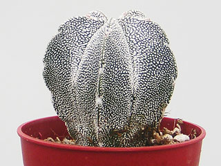 Astrophytum myriostigma  'Onzuka'   - Pot  6 cm