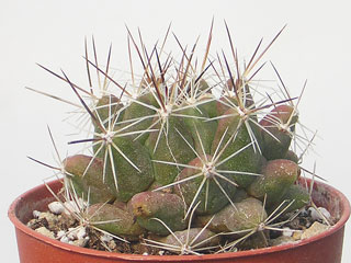 Thelocactus conothelos ssp. garciae 