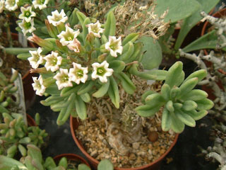 T. reticulatus ssp. phyllopodium, vieille plante