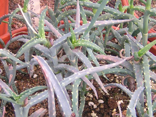 Aloe antandroi (forme bleue) 
