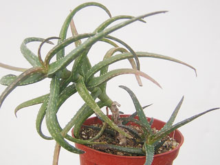 Aloe sp. (ex ankaborensis) 