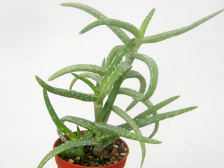 Aloe antandroi (vert)   - Pot 10 cm