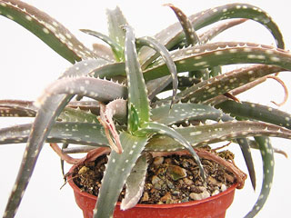 Aloe 'Caroline'   - Pot  8 cm