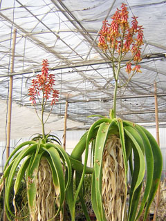 Aloe sabae   - Pot 10 cm
