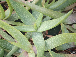Aloe buhrii     - Pot 16 cm Ø 30 cm